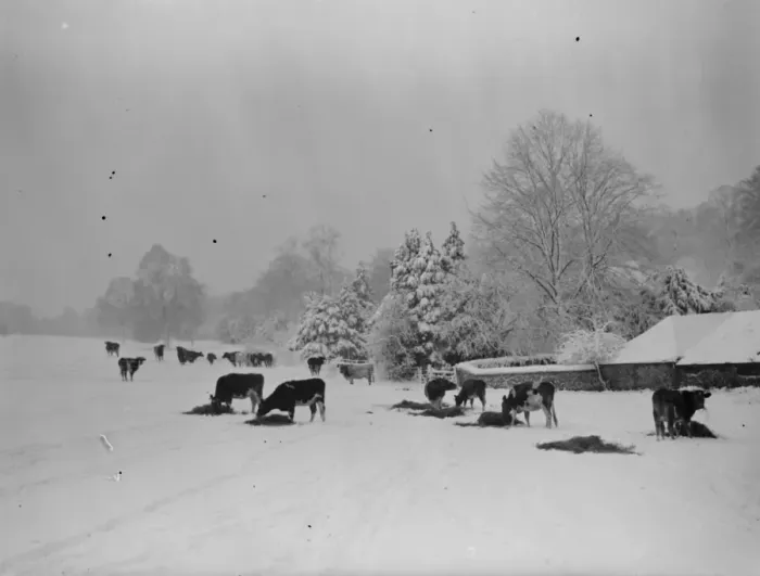 Framed Print : Snow scene in Downe, Kent. Cattle feeding. 1939 Framed Print : Snow scene in Downe, Kent. Cattle feeding. 1939