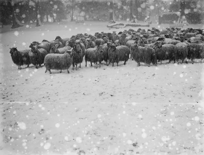 Framed Print : Snow scenes at Hampstead Heath December 1920 Framed Print : Snow scenes at Hampstead Heath December 1920