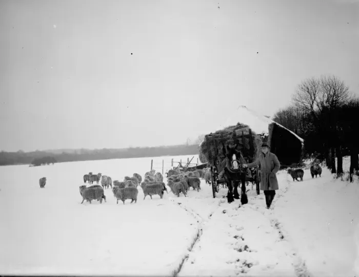 Framed Print : Snow scenes ( horse and cart and sheep ) Eynsford. 1938 Framed Print : Snow scenes ( horse and cart and sheep ) Eynsford. 1938