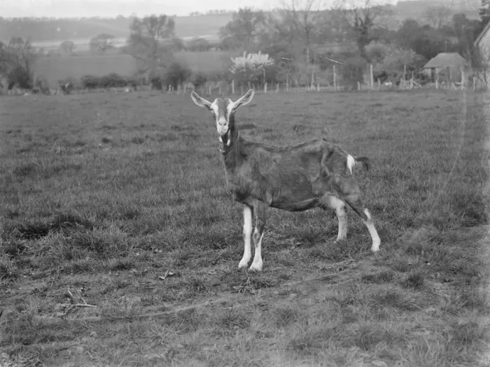 Framed Print : A solitary goat on a goat farm in Birling, Kent. 1939 Framed Print : A solitary goat on a goat farm in Birling, Kent. 1939