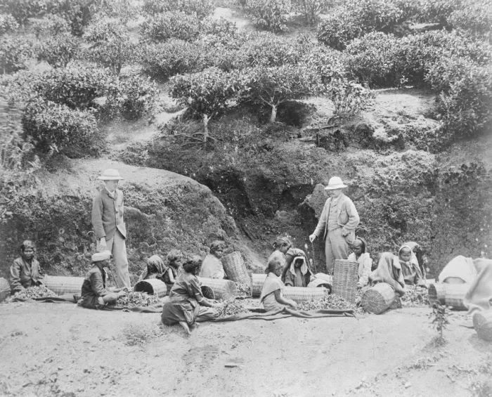 Framed Print : Sorting tea in Ceylon. 23 March 1923