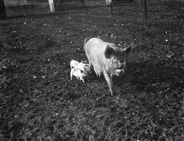 A sow with her litter of piglets at Tripes Farm, Orpington, Kent. 1936