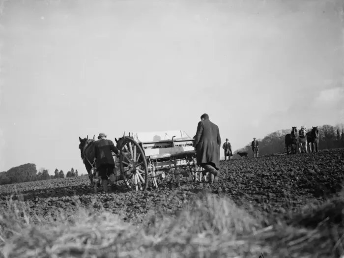 Framed Print : Sowing peas in a field in Bexley. 1937