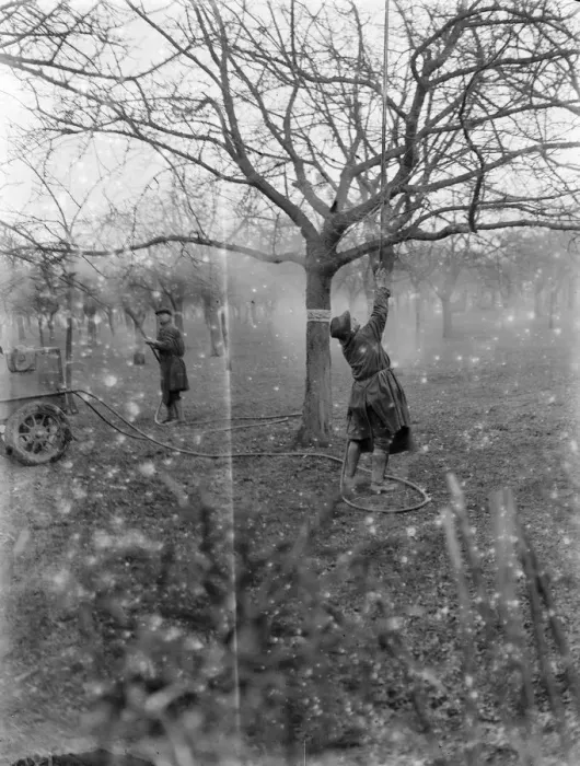Framed Print : Spraying a fruit orchard. 1935 Framed Print : Spraying a fruit orchard. 1935