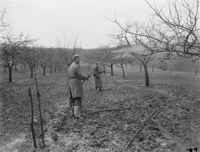 Framed Print : Spraying fruit orchard. 1935 Framed Print : Spraying fruit orchard. 1935