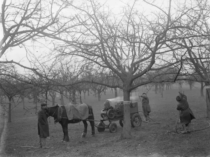 Framed Print : Spraying fruit trees. 1935 Framed Print : Spraying fruit trees. 1935