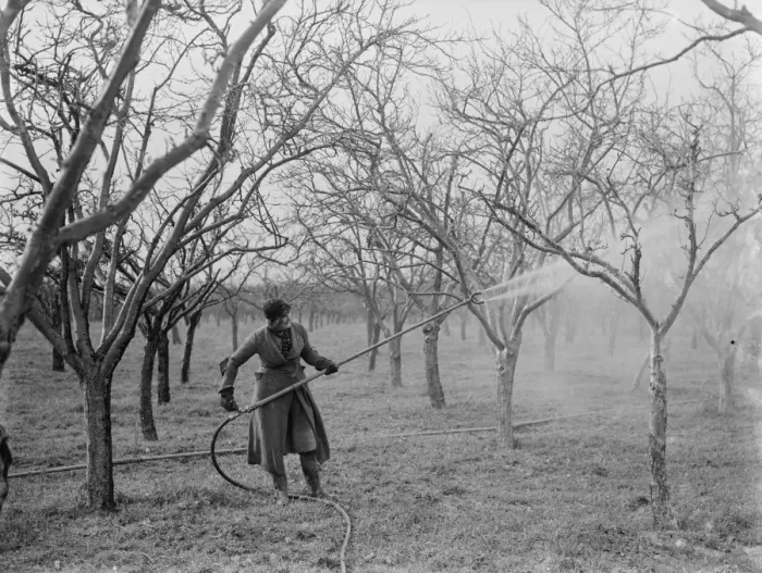 Framed Print : Spraying fruit trees in Swanley, Kent. 1937 Framed Print : Spraying fruit trees in Swanley, Kent. 1937