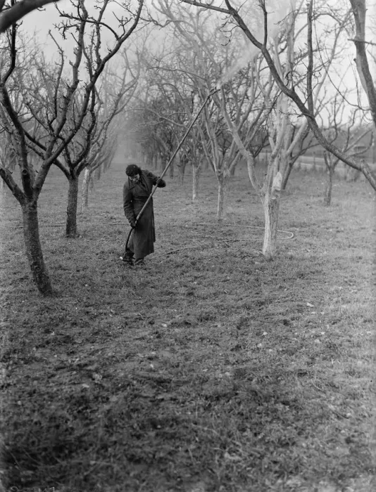 Framed Print : Spraying fruit trees in Swanley, Kent. 1937 Framed Print : Spraying fruit trees in Swanley, Kent. 1937