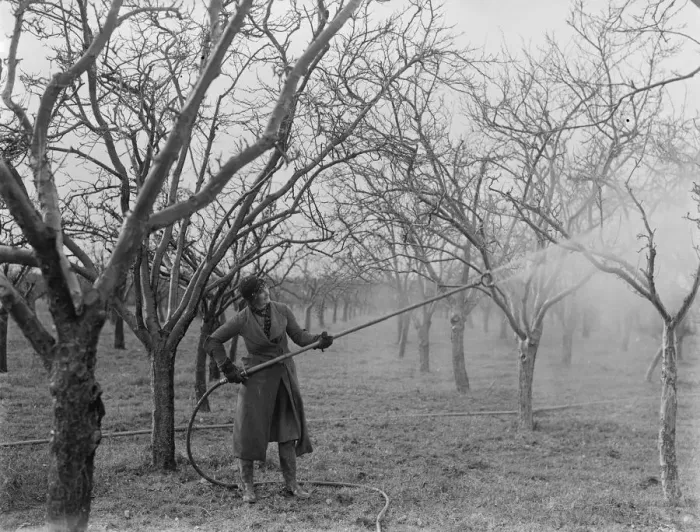 Framed Print : Spraying fruit trees in Swanley, Kent. 1937 Framed Print : Spraying fruit trees in Swanley, Kent. 1937