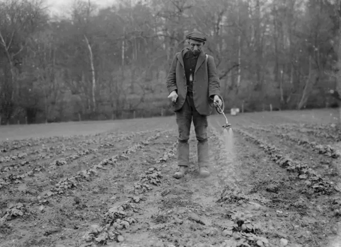 Framed Print : Spraying strawberry plants. 1935 Framed Print : Spraying strawberry plants. 1935