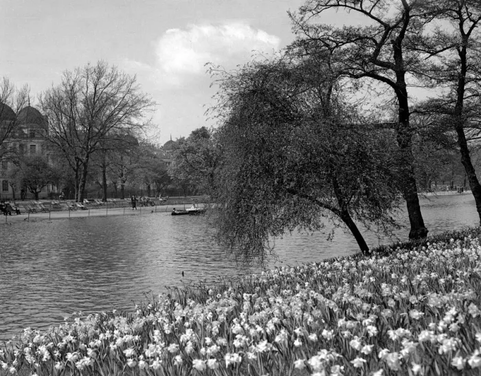 Framed Print : Spring daffodils in Regents Park, London, England. Late 1940s, early 1950s Framed Print : Spring daffodils in Regents Park, London, England. Late 1940s, early 1950s