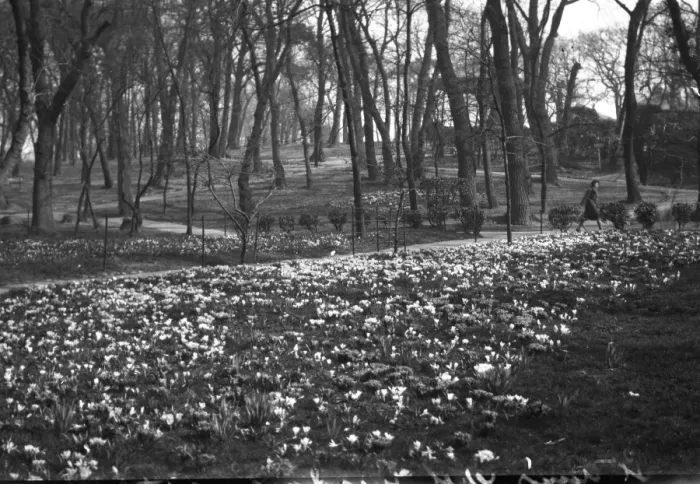 Framed Print : Spring flowers at St Anns Well Gardens, Hove, Sussex. 26th March 1931 Framed Print : Spring flowers at St Anns Well Gardens, Hove, Sussex. 26th March 1931