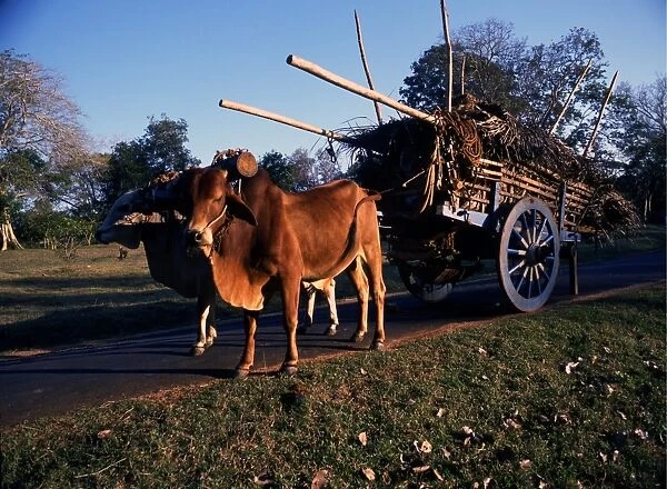 Sri Lanka Oxen and cart