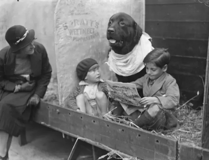 Framed Print : St Bernard dog watches his owners children while she attends other duties