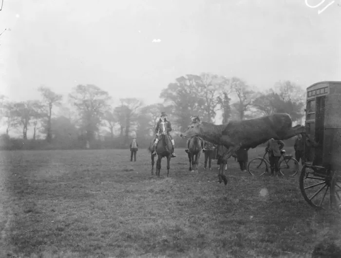 Framed Print : The stag takes the field There was a meet of the Berks and Bucks Stag hounds Framed Print : The stag takes the field There was a meet of the Berks and Bucks Stag hounds