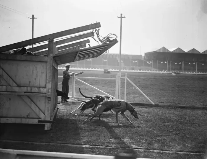 Framed Print : After the starting gate has risen. The starting gate has been lifted and the greyhounds Framed Print : After the starting gate has risen. The starting gate has been lifted and the greyhounds