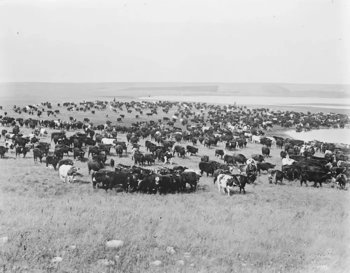 Framed Print : The Stoney Red Indians at Banff, Alberta Cattle round up of South Calgary on the Bow River