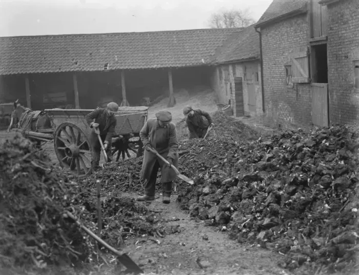 Framed Print : The storing of rhubarb. 1937