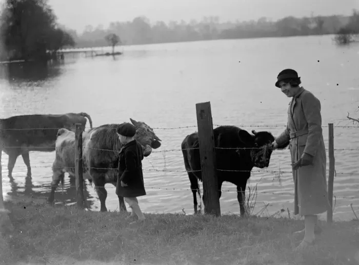Framed Print : Stranded cattle retreat to the higher grounds to avoid the flooded fields in
