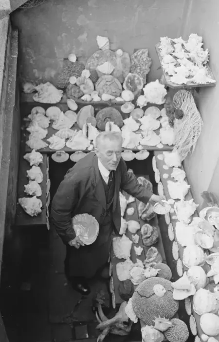 Framed Print : A strange hobby Sea shells from all over the world. Many of them thousands of years Framed Print : A strange hobby Sea shells from all over the world. Many of them thousands of years