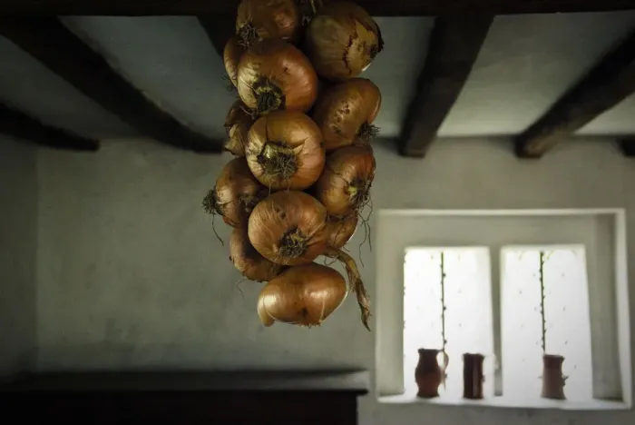 Framed Print : String of onions hanging in interior of period house at Singleton, West Sussex, UK Framed Print : String of onions hanging in interior of period house at Singleton, West Sussex, UK