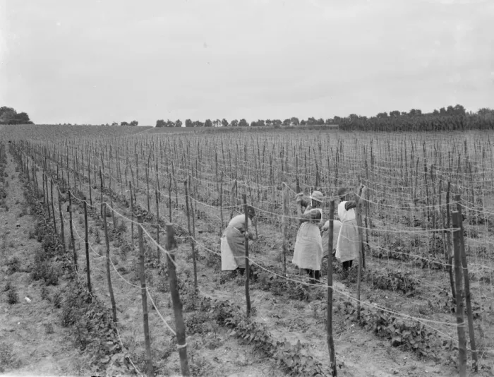 Framed Print : Stringing beans in Ruxley, Kent. 1936 Framed Print : Stringing beans in Ruxley, Kent. 1936