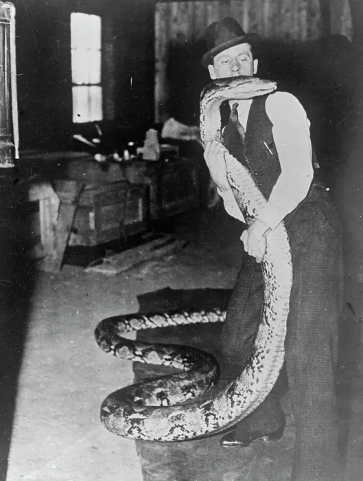 Framed Print : Eight strong men, forcibly feeding a 26 foot python 8 strong men were required to Framed Print : Eight strong men, forcibly feeding a 26 foot python 8 strong men were required to
