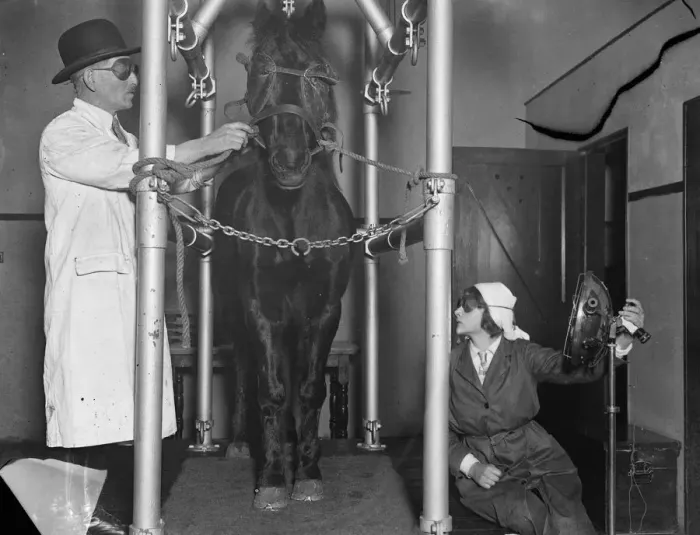 Framed Print : Sunray treatment for a horse. A horse undergoing sunlight treatment with artificial Framed Print : Sunray treatment for a horse. A horse undergoing sunlight treatment with artificial