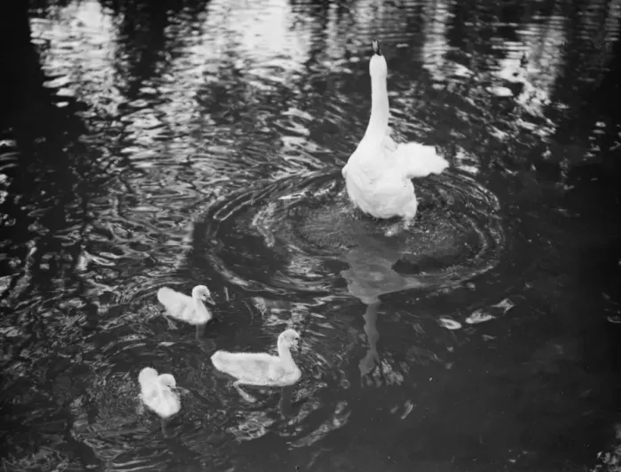 Framed Print : A Swan and a cygnet on the River Darent. 1938 Framed Print : A Swan and a cygnet on the River Darent. 1938