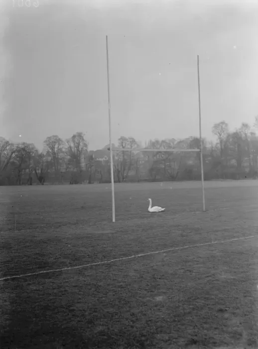 Framed Print : A swan sits between the rugby posts of a flooded rugby pitch. 1937 Framed Print : A swan sits between the rugby posts of a flooded rugby pitch. 1937
