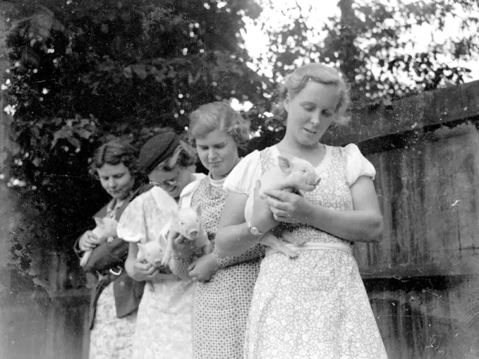 Framed Print : Swanley College Girls being given Pig tuition. 1934 Framed Print : Swanley College Girls being given Pig tuition. 1934