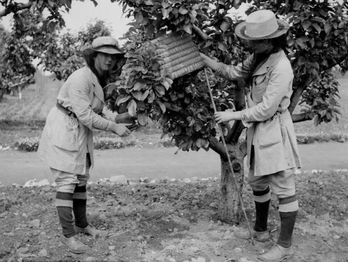 Framed Print : Swanley Horticultural College. Taking a swarm of bees. 1930 s Framed Print : Swanley Horticultural College. Taking a swarm of bees. 1930 s