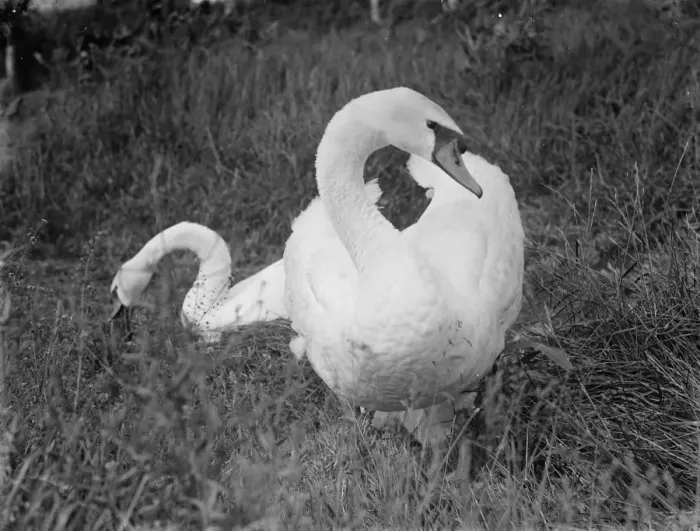 Framed Print : Swans. 1935 Framed Print : Swans. 1935