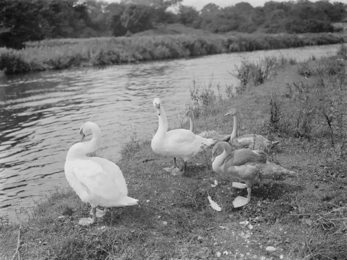 Framed Print : Swans and cygnets. 1937