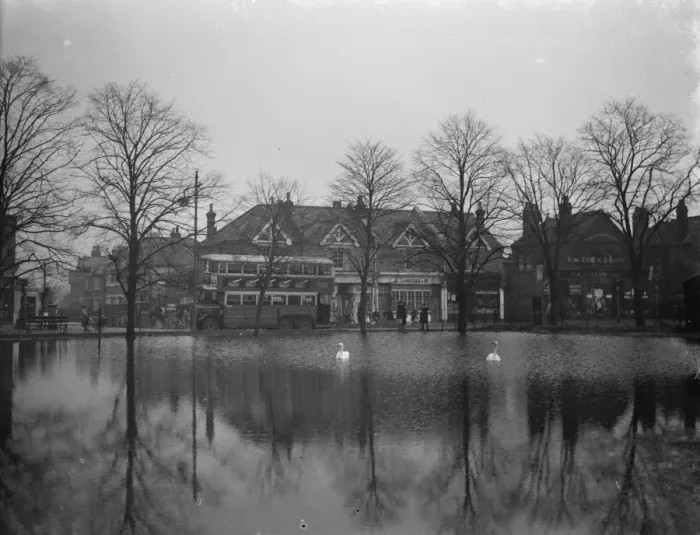 Framed Print : Swans on a flooded field in Longlands. 20 January 1939 Framed Print : Swans on a flooded field in Longlands. 20 January 1939