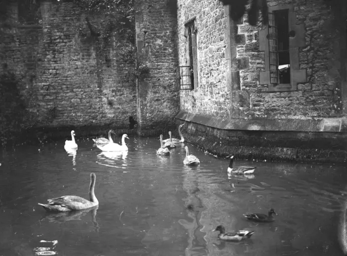 Framed Print : Swans ring for their dinner at the Bishops Palace, Wells, Somerset. The mother Framed Print : Swans ring for their dinner at the Bishops Palace, Wells, Somerset. The mother
