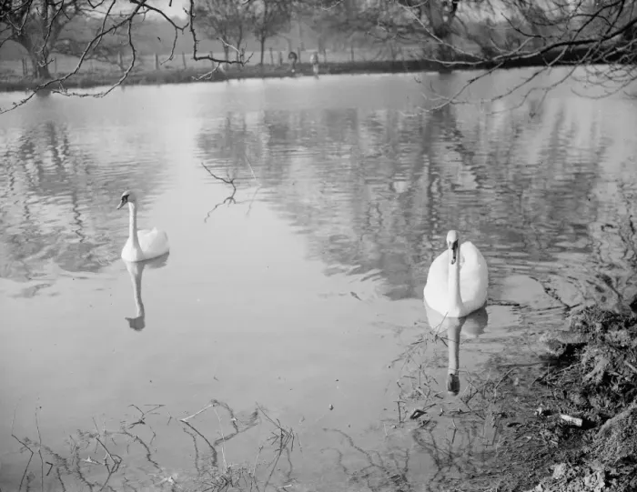 Framed Print : Swans swim along the river. 1938 Framed Print : Swans swim along the river. 1938