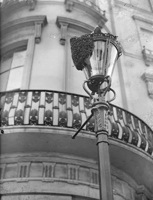 Framed Print : A swarm of bees on the lamppost in Westbourne Crescent, Bayswater Framed Print : A swarm of bees on the lamppost in Westbourne Crescent, Bayswater
