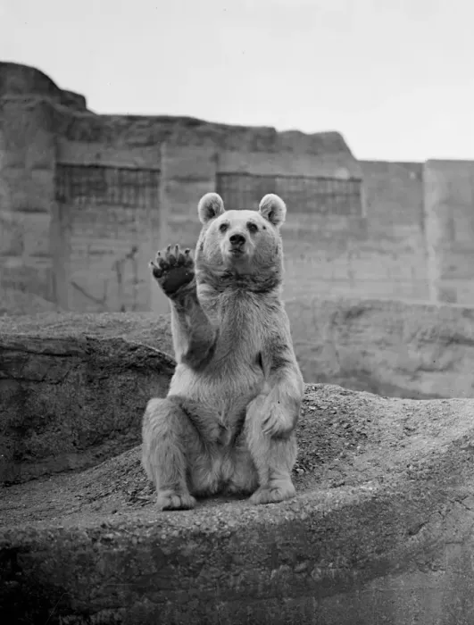 Framed Print : A Syrian Bear at the London Zoo, apparently affected by recent political events Framed Print : A Syrian Bear at the London Zoo, apparently affected by recent political events