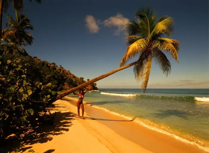 Framed Print : T4. 05. Antigua. Girl standing beneath palm tree Framed Print : T4. 05. Antigua. Girl standing beneath palm tree