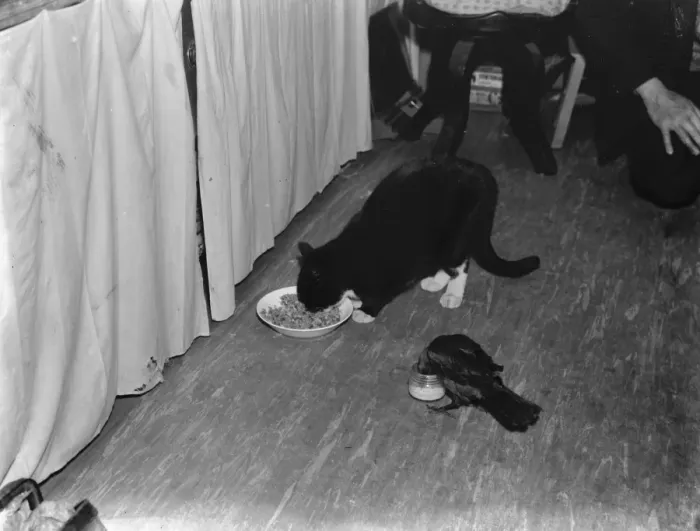 Framed Print : A tame jack daw and cat eating side by side in Footscray, Kent. 1937