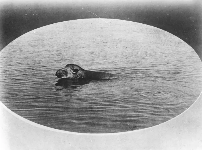 Framed Print : Will a tapir take to water ? This photograph, taken in Brazil by a member of