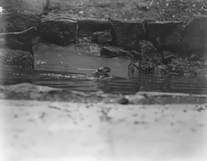 Framed Print : Tarzan of the waves. Zoo monkey goes a swimming. 27 May 1921 Framed Print : Tarzan of the waves. Zoo monkey goes a swimming. 27 May 1921