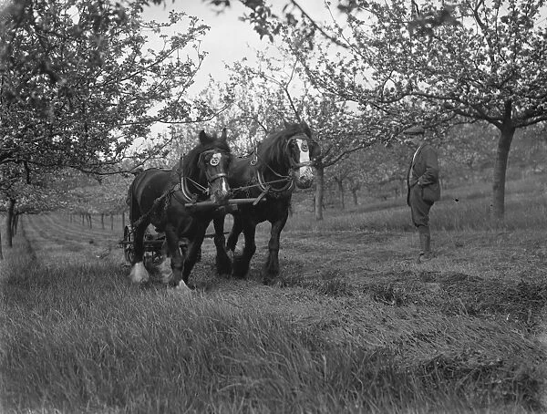 A team of horses cutting grass in an orchard. 1935
