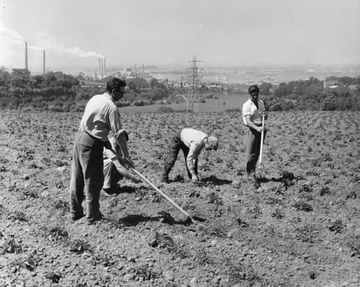 Framed Print : A team of four workers on Western Cross Farm, near Greenhithe, Kent, are pictured hoeing Framed Print : A team of four workers on Western Cross Farm, near Greenhithe, Kent, are pictured hoeing