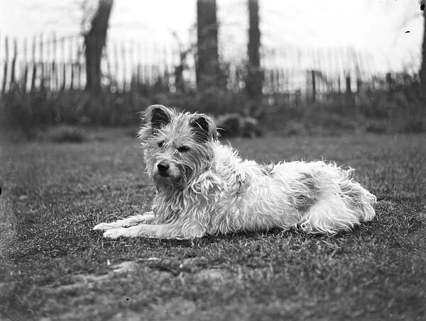 A terrier dog sitting on the lawn, a fence and trees in the background