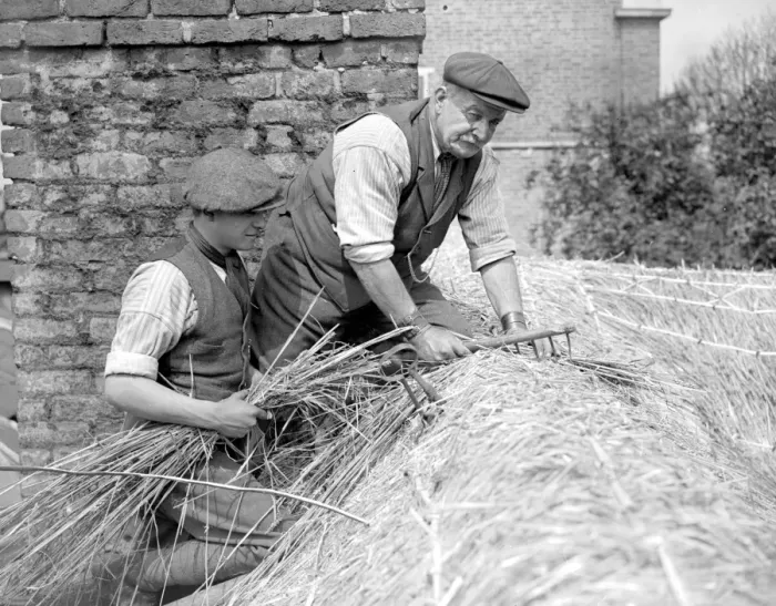 Framed Print : A thatcher at work on Camberwells thatched cottage ( Mr Dent and his assistant operating )