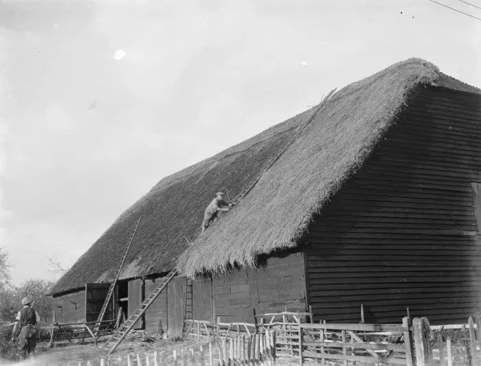 Framed Print : A thatcher at work on a roof in Tollington. 1936 Framed Print : A thatcher at work on a roof in Tollington. 1936