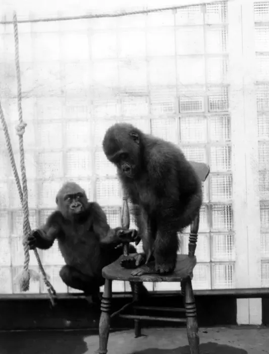 Framed Print : Thats no way to use a chair, dear, gorilla Josephine (left) seems