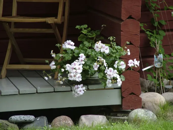 Framed Print : Trailing pelargonium on porch step of Swedish wooden summer cottage credit: Marie-Louise Framed Print : Trailing pelargonium on porch step of Swedish wooden summer cottage credit: Marie-Louise
